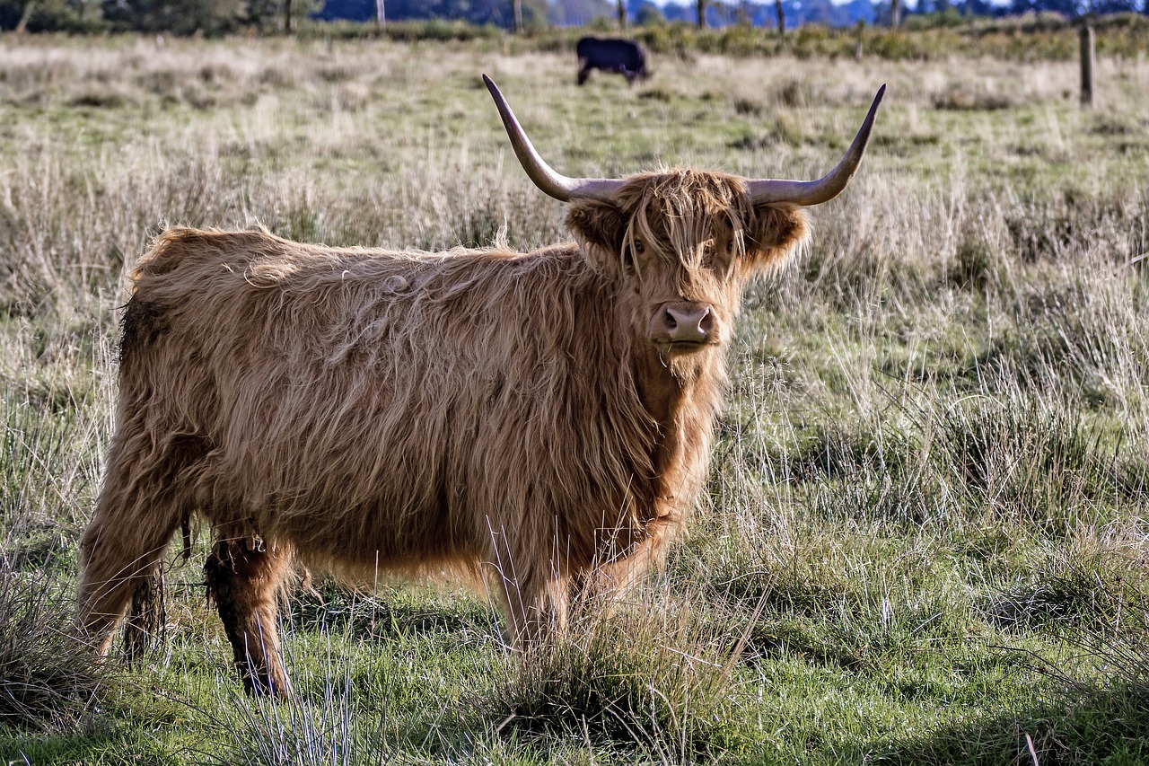 Exploring the Magic of the Scottish Highlands